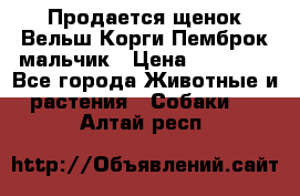 Продается щенок Вельш Корги Пемброк мальчик › Цена ­ 65 000 - Все города Животные и растения » Собаки   . Алтай респ.